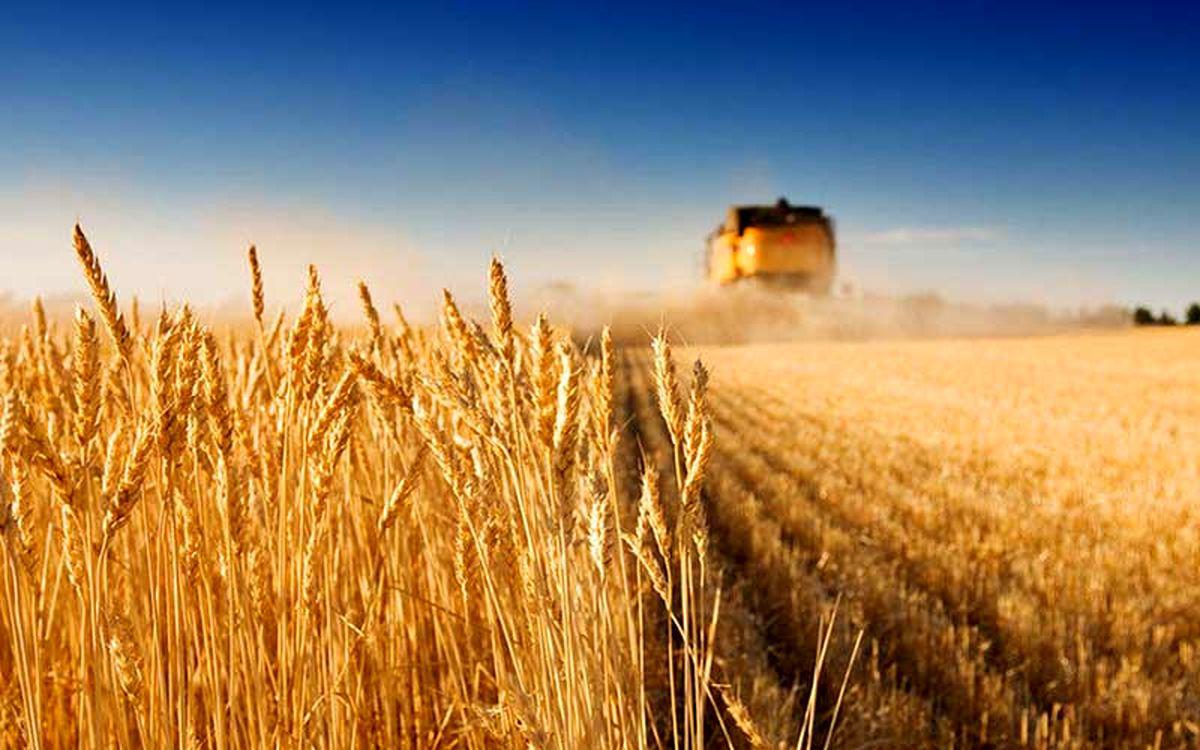 قیمت گندم در بازار امروز اعلام شد/قیمت‌های خرید تضمینی ابلاغ شد؟