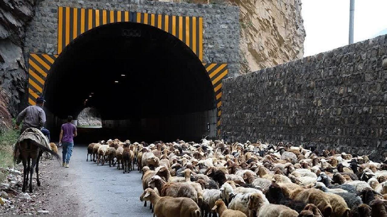 ترافیک نیمه سنگین در جاده چالوس به خاطر عبور گوسفندان