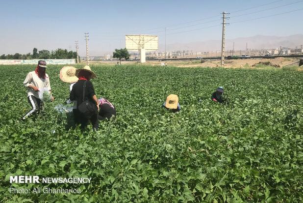 پیش‎بینی برداشت ۲۰ تن لوبیا سبز پاییزه در خضرآباد