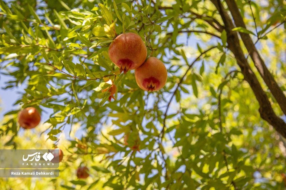 چیدمان شگفتی‌ها؛ برداشت انار در روستای دورک /عکس