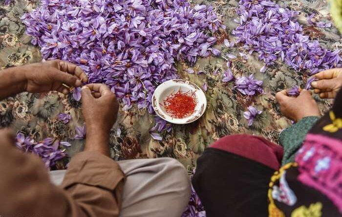 طلای سرخ اصفهان مدال چهارم کشور را دارد  معایب کشت گلخانه ای زعفران