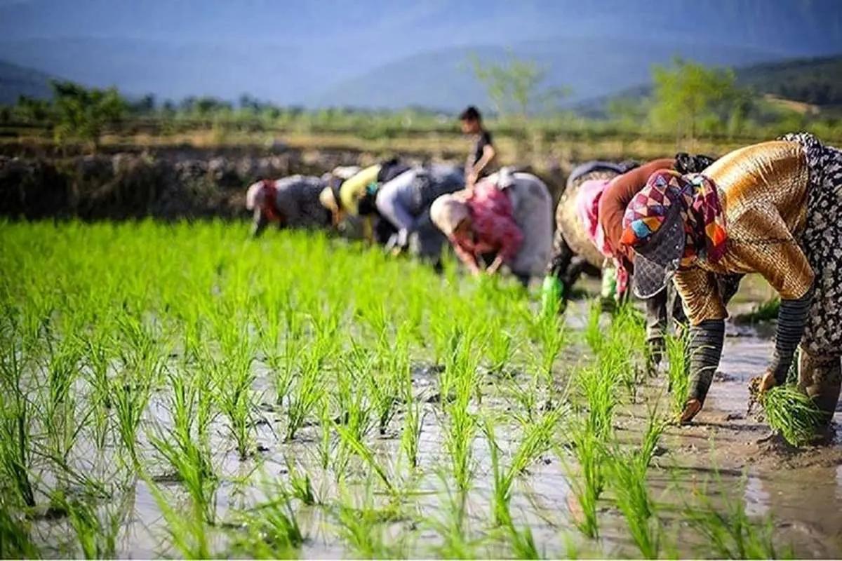 وزارت جهاد: نیازی به واردات برنج نداریم   خبرگزاری بین المللی