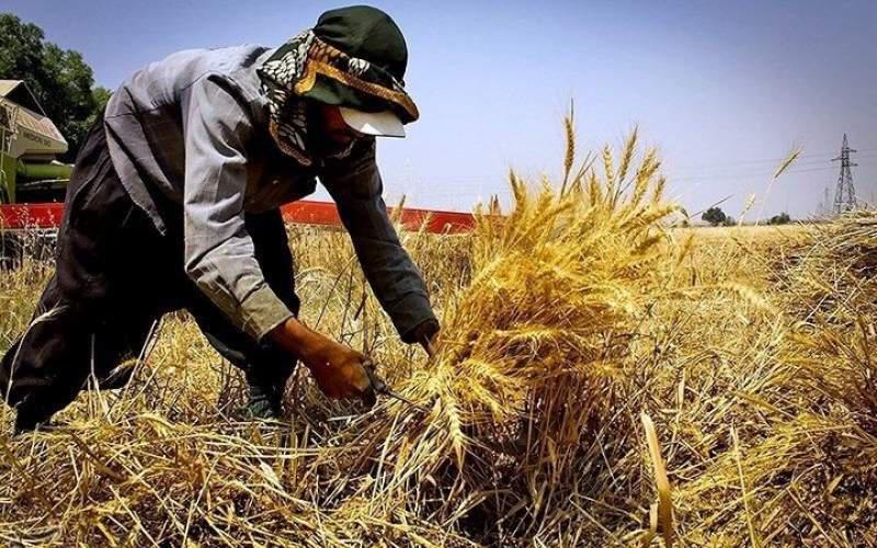 مطالبات گندم‌کاران تا پایان هفته تسویه می‌شود