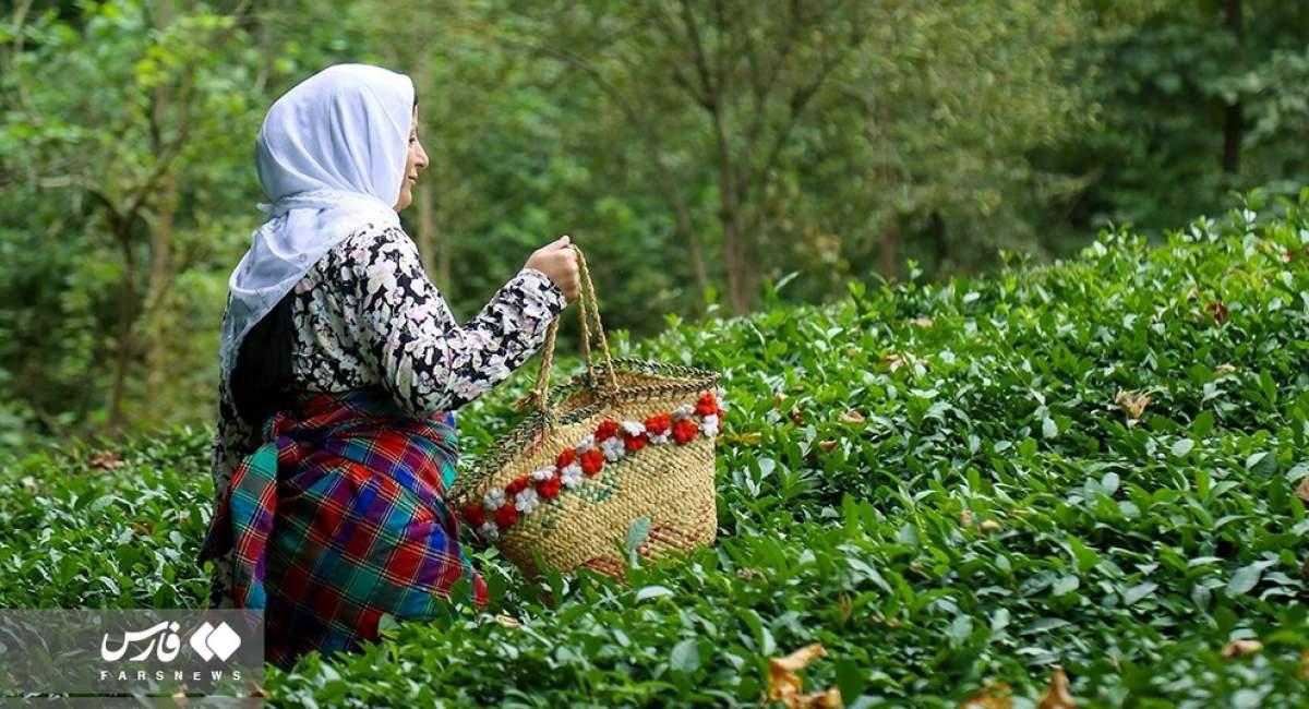 تصاویر برداشت چای در مازندران