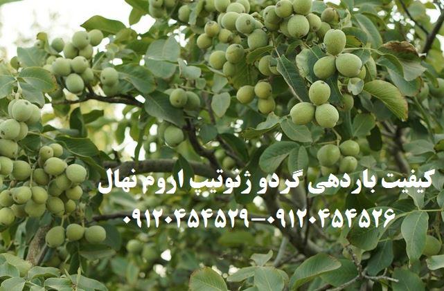 جدیدترین دستاورد های تولید گردو در کشور