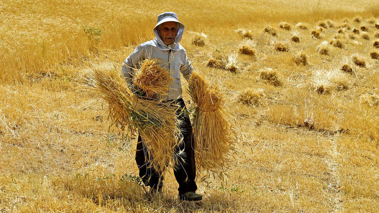 20 درصد پول گندمکاران هنوز پرداخت نشده است