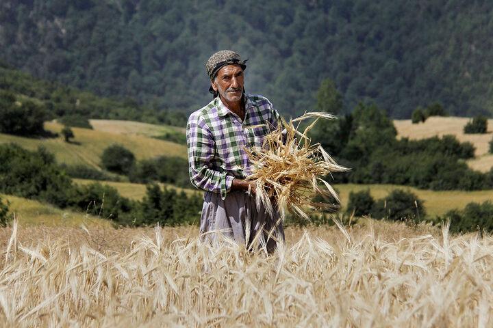 گندمکاران امروز هم خوشحال شدند