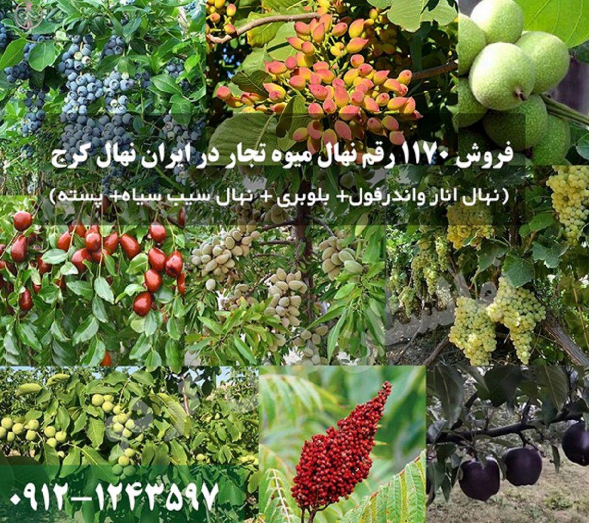 فروش 1170 رقم نهال میوه تجاری + 68 رقم نهال دیم در ایران نهال کرج