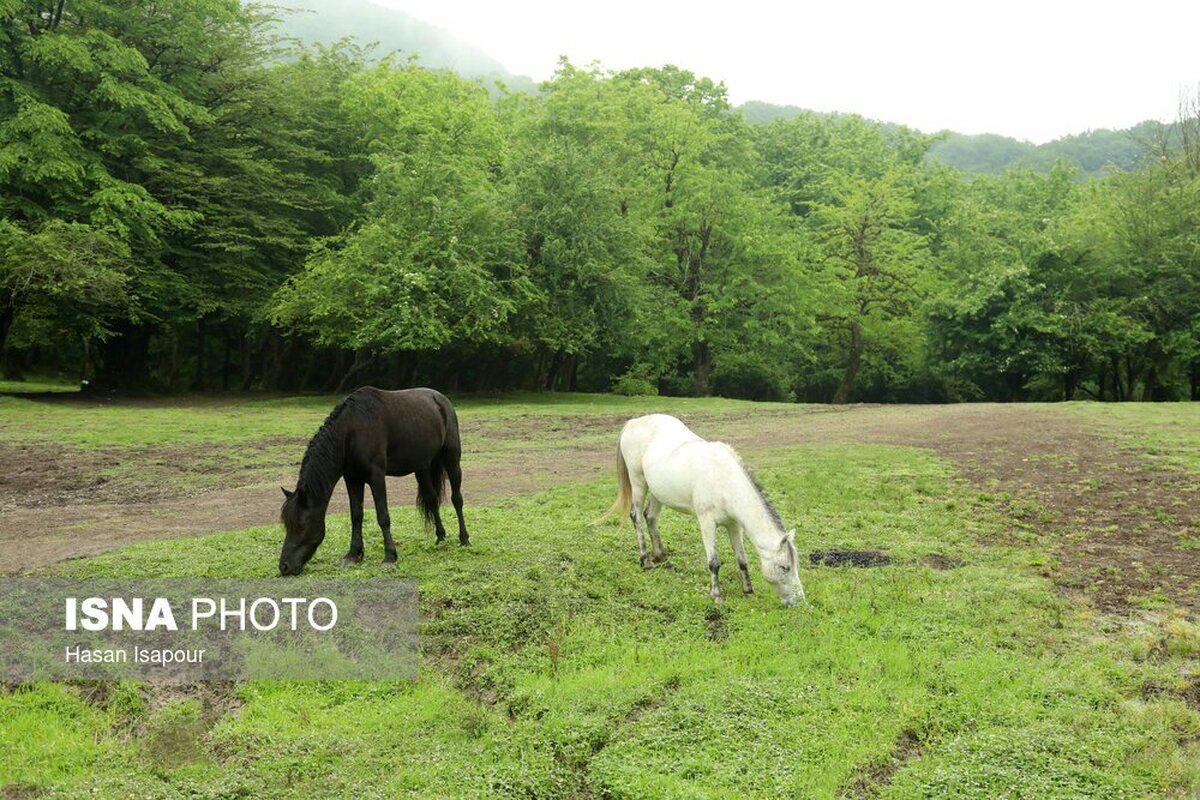 زیبایی‌های خیره‌کننده جنگل‌های هیرکانی (تصاویر)