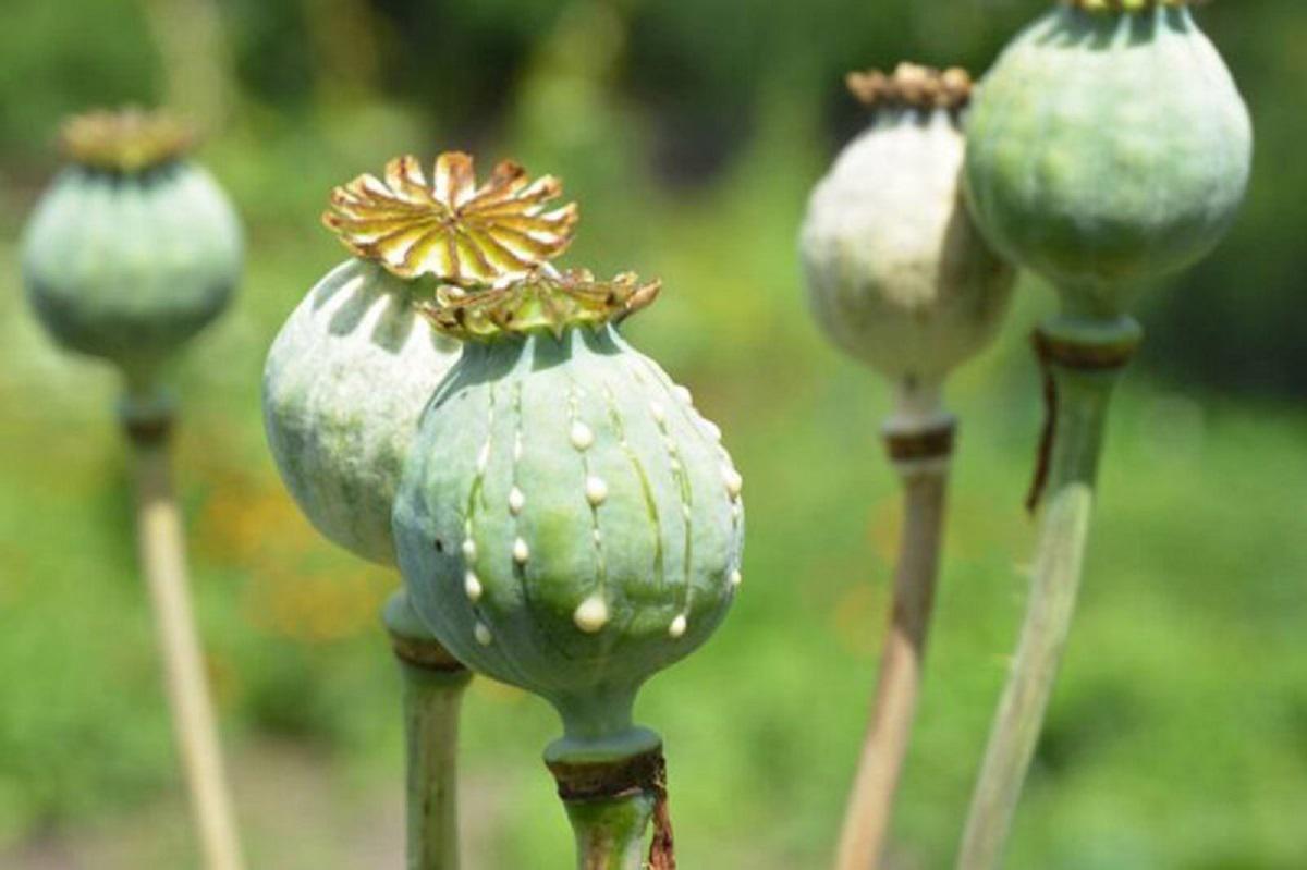 طرح عرضه تریاک دولتی به معتادان بالای ۶۰ سال رای بالایی آورد اما...