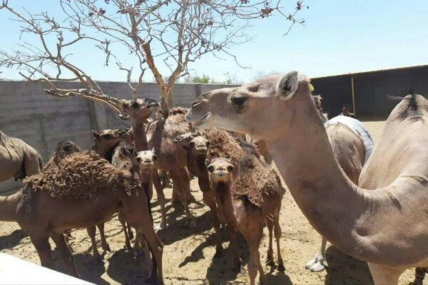 گردشگری کشاورزی و اکولوژیک یزد مغفول مانده است  سایه تنهایی بر «باغ شتر فهرج»