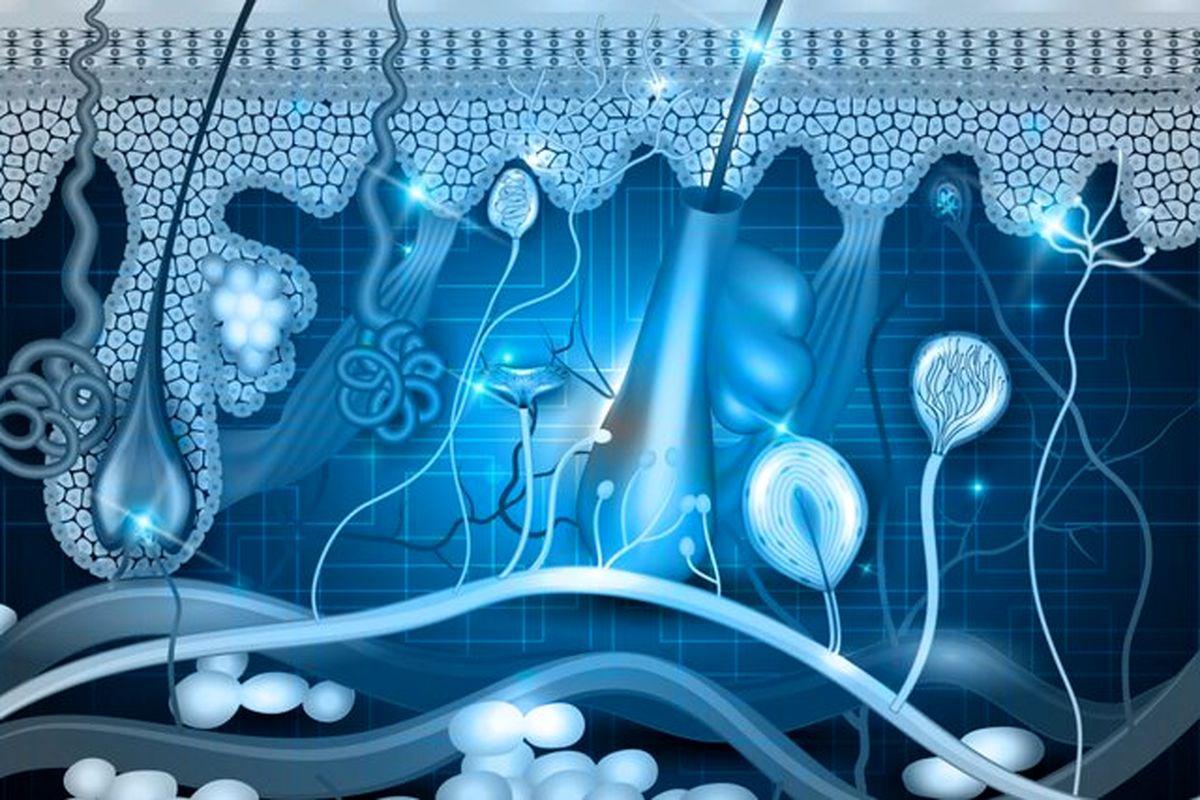 امکان جوان‌سازی پوست با دستاورد محققان کشور