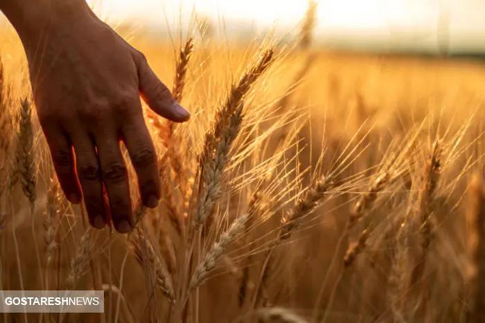 مجلس به داد گندم کاران رسید   مطالبات این قشر پرداخت می شود؟