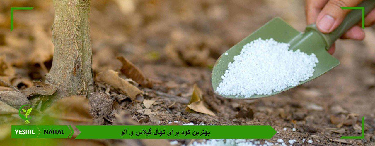 بهترین کود برای نهال گیلاس و آلو