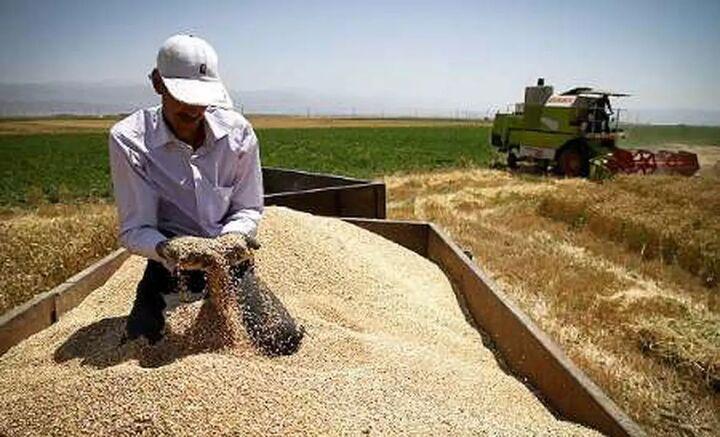 گندمکاران کردستانی چشم انتظار وعده های عملی نشده عذرخواهی معاون استاندار هم دردی را درمان نکرد