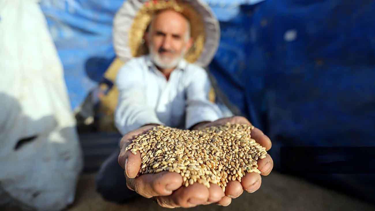 کسری بودجه اجازه نمی‌ دهد جریمه تأخیر مطالبات کشاورزان پرداخت شود / موضوع را از دفتر رهبری پیگیری کردیم