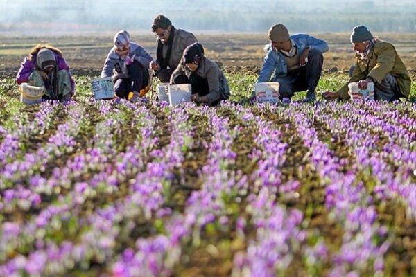 ۶۱۹ کیلوگرم زعفران نگین در بورس معامله شد