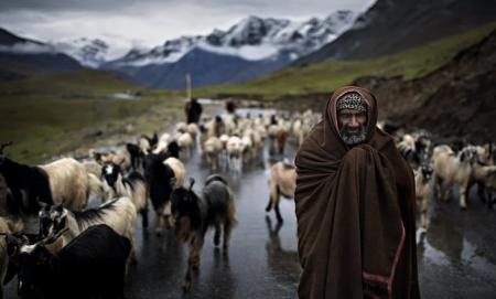 گله گوسفندان و چوپان در کشمیر +عکس