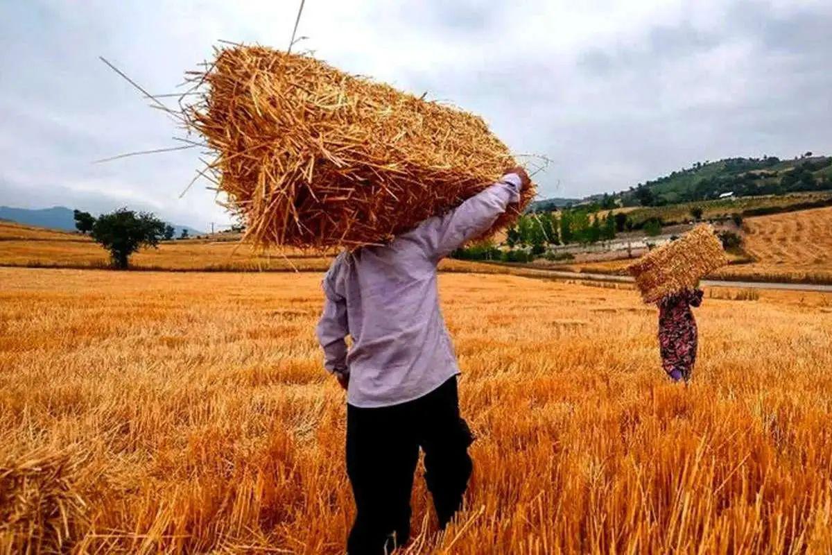 خبر دولت درباره زمان پرداخت مطالبات گندمکاران