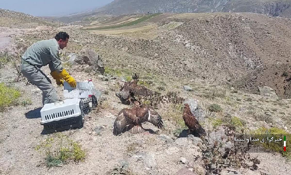 ۴۳ جانور وحشی مصدوم در البرز تیمار داری شدند