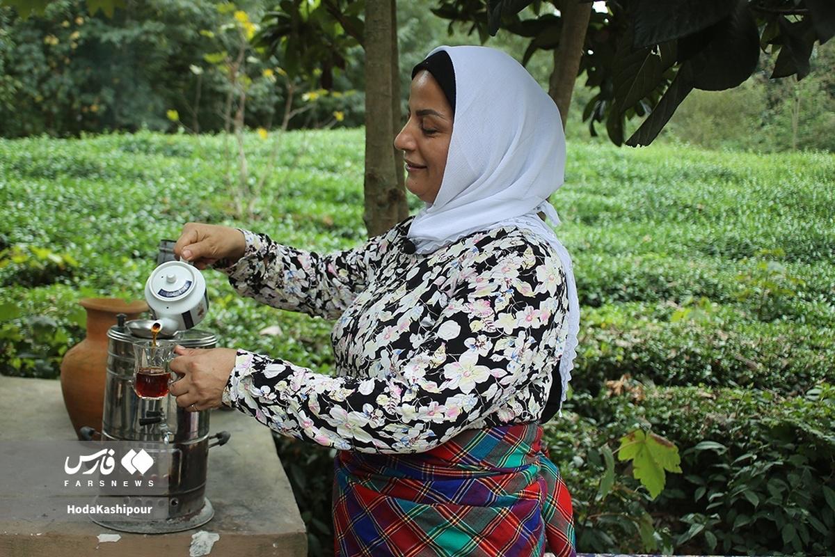 برداشت چای در مازندران (تصاویر)