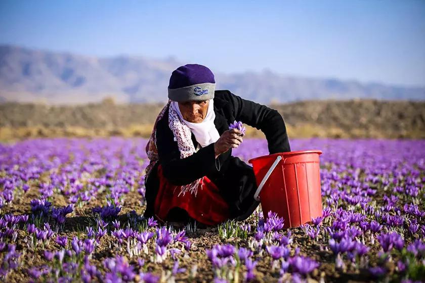 نماینده مجلس در گفت‌وگو با : زعفران ایران به عنوان زعفران اسپانیا بین کشورهای دنیا مبادله می‌شود/ زعفران به صورت «قاچاق» از کشور خارج می شود/ نقش پر رنگ دلالان در بازار زعفران   خبرگزاری بین المللی