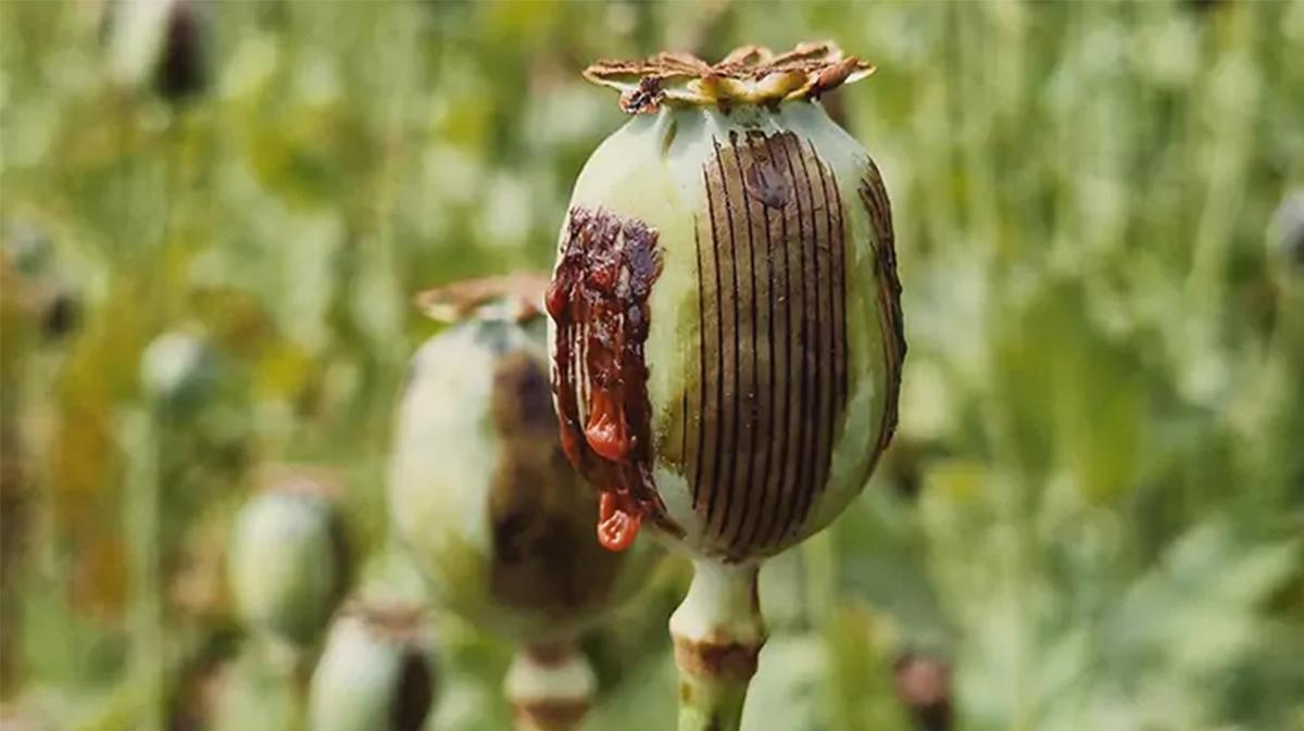 ۷ باور غلط درمورد تریاک؛ آیا مصرف تریاک برای بیماران قلبی و دیابتی مفید است؟