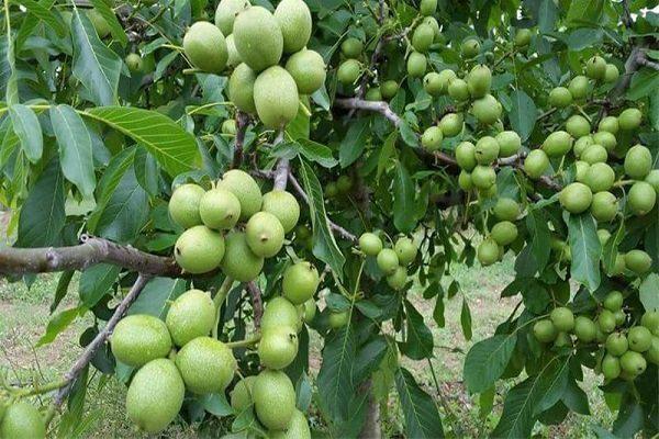 سومین «جشنواره گردوی سهرورد» در زنجان برگزار می شود