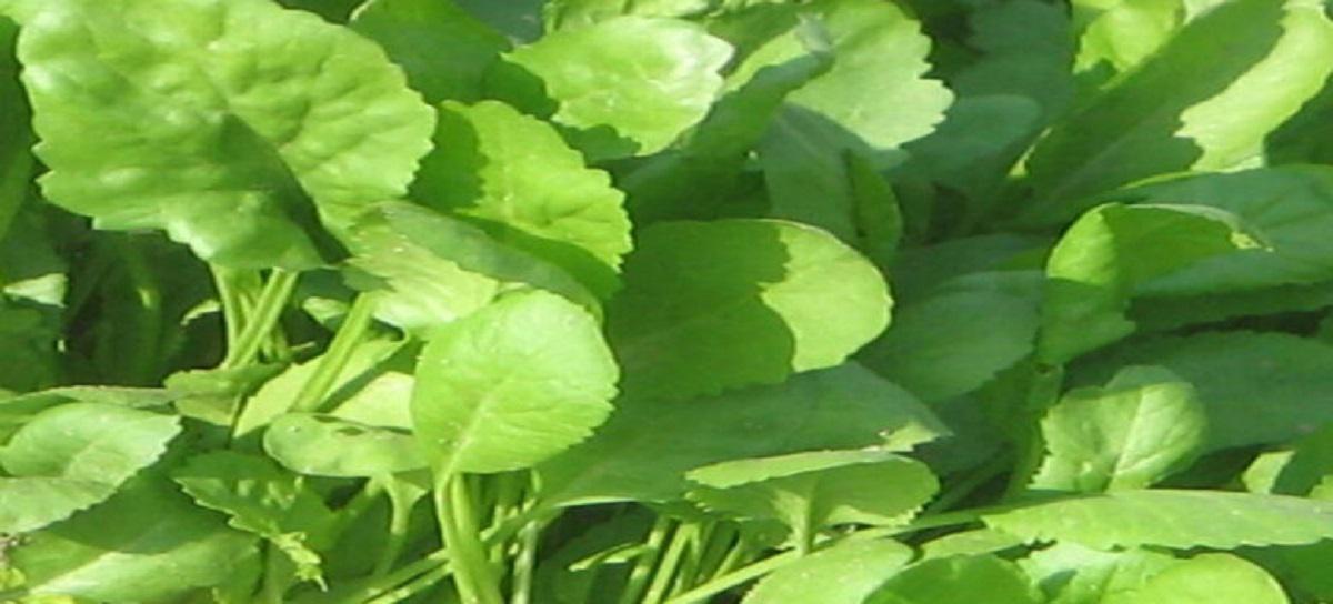 خواص شاهی(8 خاصیت بی نظیر)