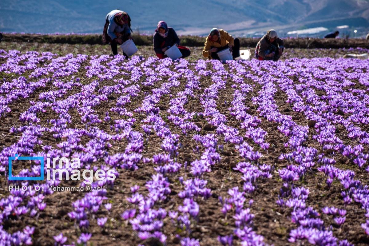 برداشت گل زعفران در مزرعه‌های روستای کوهستانی وامنان (تصاویر)