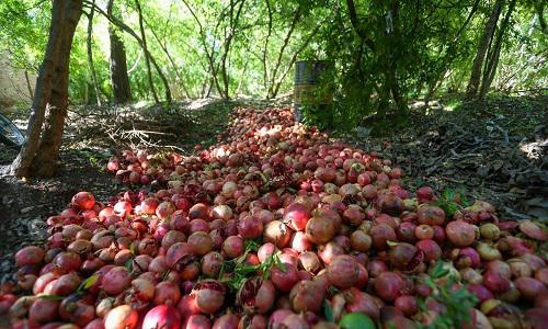 برداشت انار از باغات فاروق/تصاویر