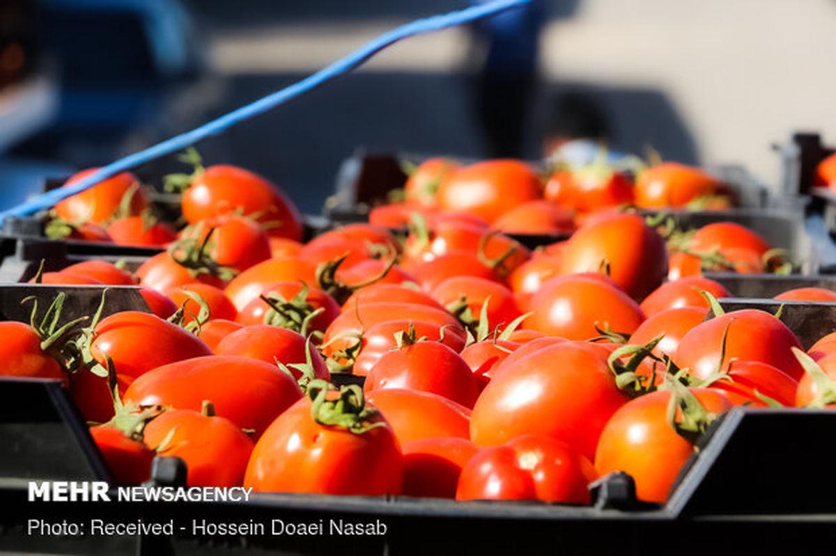 قیمت گوجه فرنگی  نجومی شد   گوجه فرنگی دانه ای ۱۸ هزار تومان! + عکس