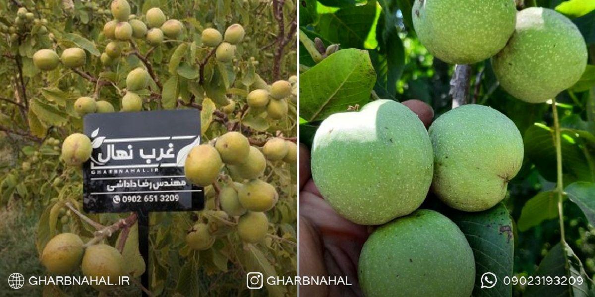 خرید نهال گردو تجاری و پولساز برای کشاورزان مبتدی و حرفه ای