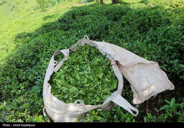 روسیه مقصد نخست چای صادراتی ایران