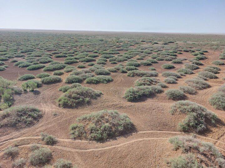 رئیس سازمان محیط زیست: احیای خاک در دستور کار سازمان قرار دارد   خبرگزاری بین المللی