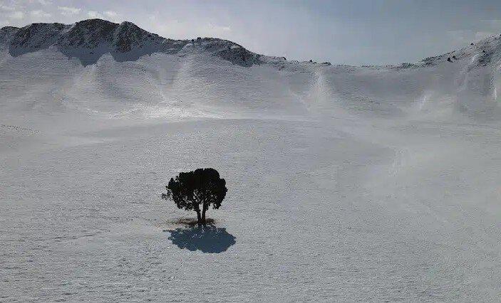 تک درخت جاده فیروزکوه ‌سفیدپوش شد