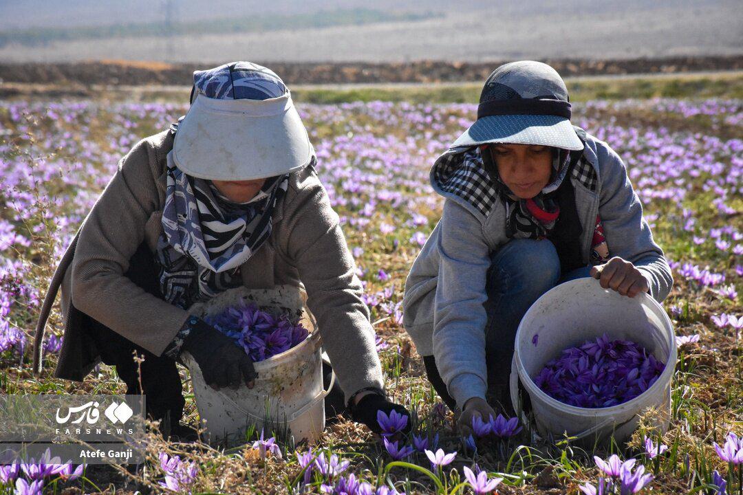 جعل زعفران ایرانی به نام افغانستان!   افغانستان چگونه جای ایران را در بازار جهانی می‌ گیرد؟