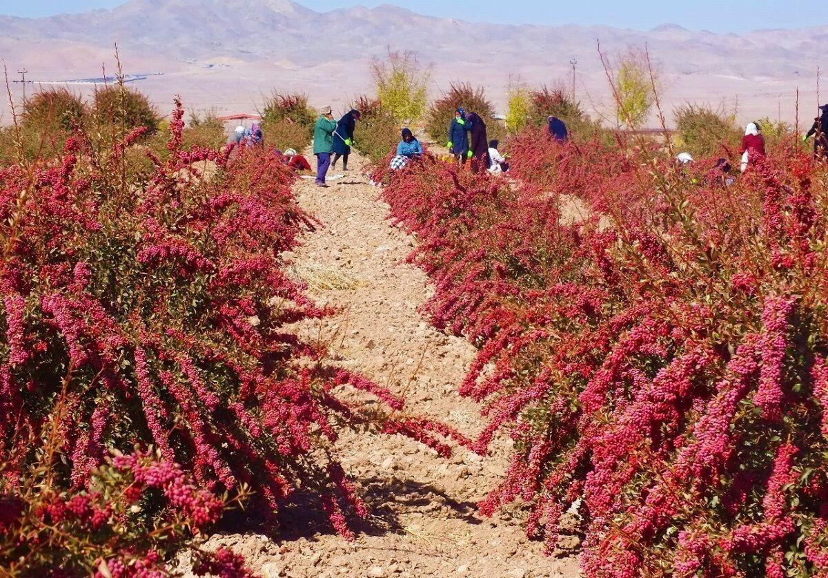 خطر نابودی درخت زرشک بی‌دانه/پسته جای «گنج طلایی طبیعت» می‌نشیند