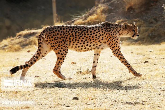 یوزپلنگ ایرانی در یک قدمی انقراض قرار گرفت!   تنها ۵ سال فرصت باقی است