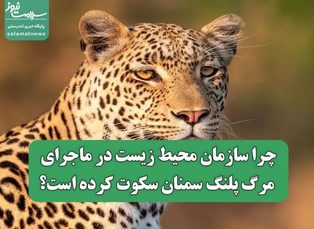 چرا سازمان محیط زیست در ماجرای مرگ پلنگ سمنان سکوت کرده است؟