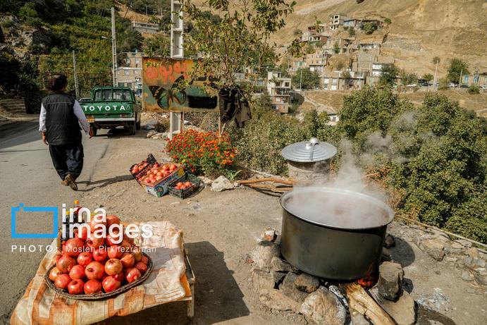 تصاویر/ برداشت انار در «هورامان»