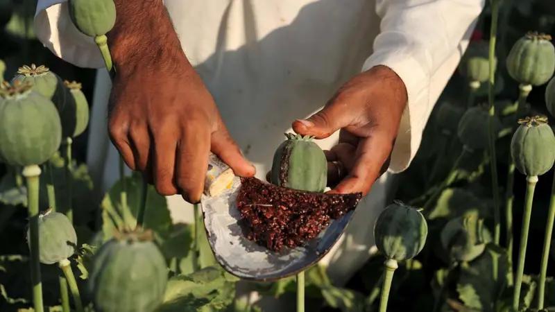 طالبان و مواد مخدر؛ «چرا کشت خشخاش در افغانستان افزایش یافته است؟» /  افغانستان   خبرگزاری بین المللی