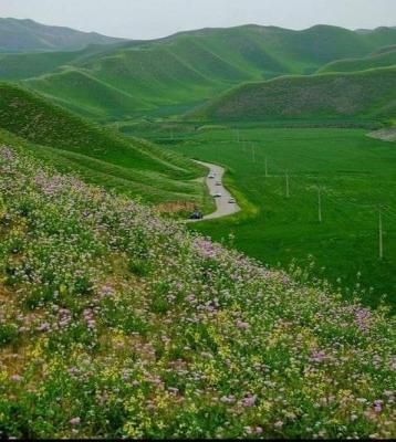 ترکمن صحرا غرق در گل و زیبایی