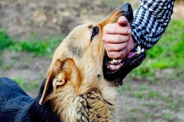 ۹۰ مصدوم گازگرفتگی توسط سگ در پزشکی قانونی اصفهان معاینه شدند