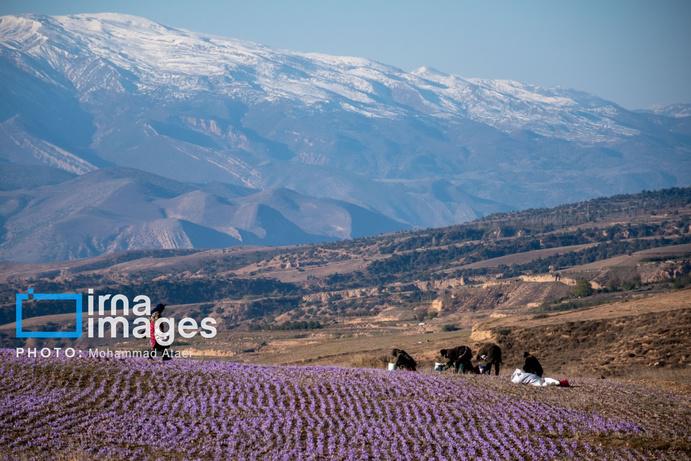 تصاویر/ برداشت گل زعفران