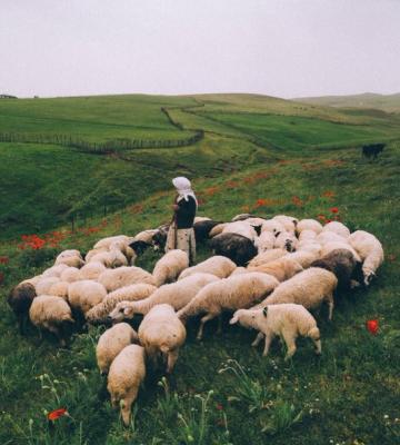 گله گوسفندان در تالش در کنار یک چوپان زن