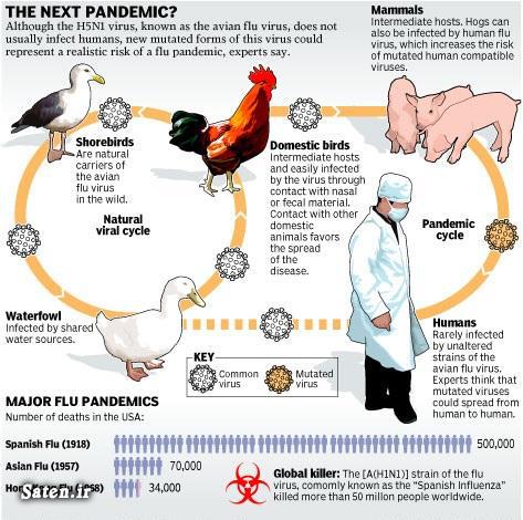 ویروس h5n1 چیست؟