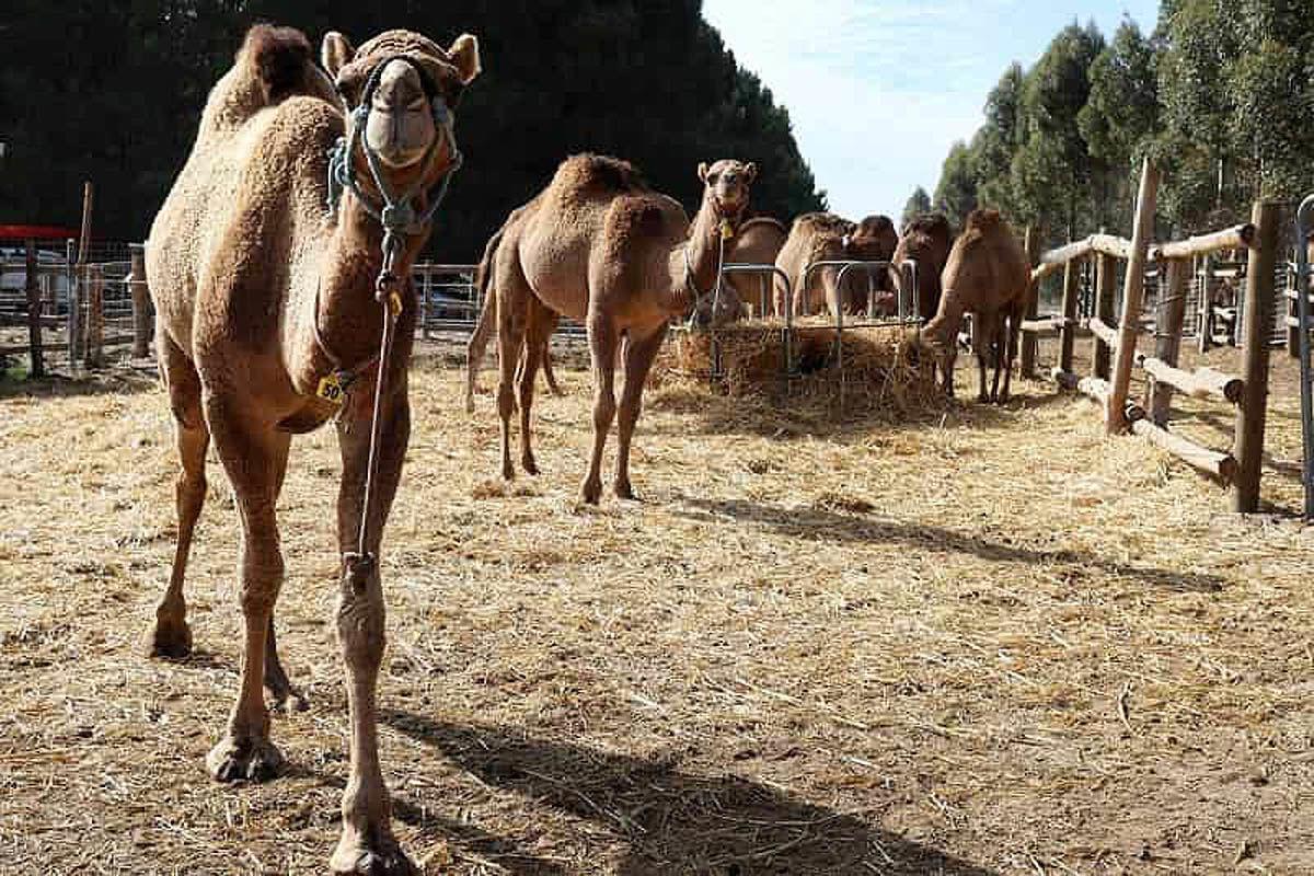 هوش مصنوعی در پرورش دام