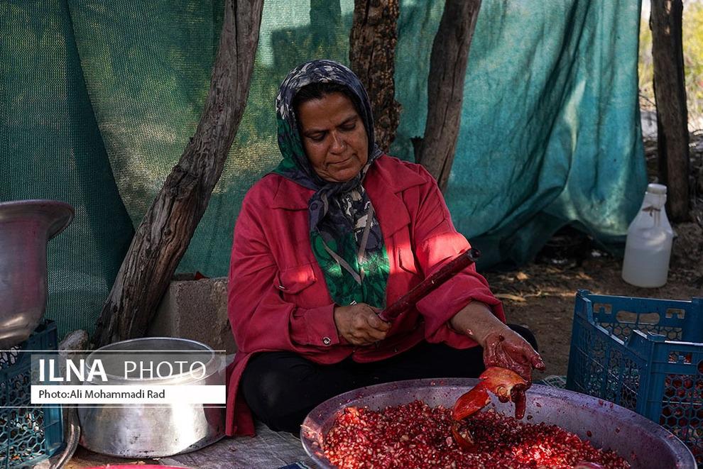 برداشت انار از باغات ایج /عکس