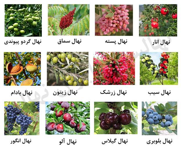 فروش ویژه نهال پسته پیوندی و نهال بلوبری آپارتمانی  با ارسال یکروزه از نهالستان مرکزی ایران نهال کرج!